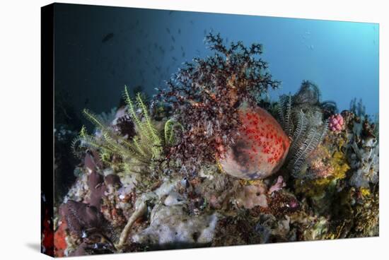 A Colorful Sea Apple Clings to a Reef in Indonesia-Stocktrek Images-Stretched Canvas