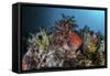 A Colorful Sea Apple Clings to a Reef in Indonesia-Stocktrek Images-Framed Stretched Canvas