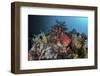 A Colorful Sea Apple Clings to a Reef in Indonesia-Stocktrek Images-Framed Photographic Print