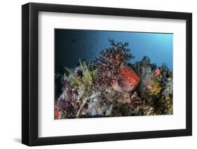 A Colorful Sea Apple Clings to a Reef in Indonesia-Stocktrek Images-Framed Photographic Print