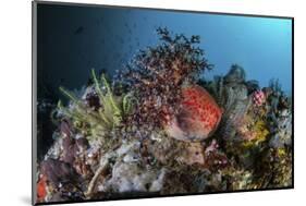 A Colorful Sea Apple Clings to a Reef in Indonesia-Stocktrek Images-Mounted Photographic Print