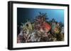 A Colorful Sea Apple Clings to a Reef in Indonesia-Stocktrek Images-Framed Photographic Print