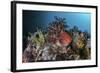 A Colorful Sea Apple Clings to a Reef in Indonesia-Stocktrek Images-Framed Photographic Print