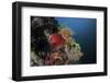 A Colorful Sea Apple Clings to a Reef in Indonesia-Stocktrek Images-Framed Photographic Print