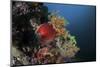 A Colorful Sea Apple Clings to a Reef in Indonesia-Stocktrek Images-Mounted Photographic Print
