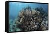 A Colorful Set of Gorgonians on a Diverse Reef in the Caribbean Sea-Stocktrek Images-Framed Stretched Canvas