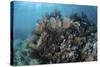 A Colorful Set of Gorgonians on a Diverse Reef in the Caribbean Sea-Stocktrek Images-Stretched Canvas