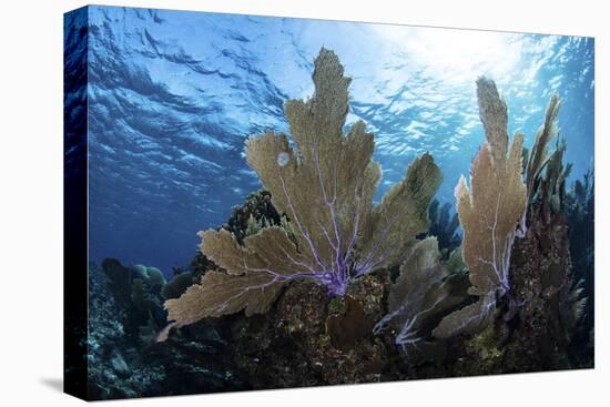 A Colorful Set of Gorgonians on a Diverse Reef in the Caribbean Sea-Stocktrek Images-Stretched Canvas