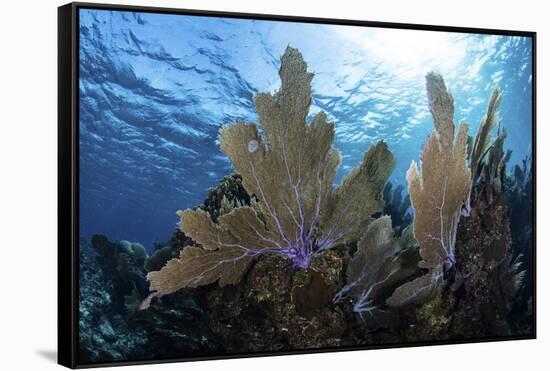 A Colorful Set of Gorgonians on a Diverse Reef in the Caribbean Sea-Stocktrek Images-Framed Stretched Canvas