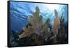 A Colorful Set of Gorgonians on a Diverse Reef in the Caribbean Sea-Stocktrek Images-Framed Stretched Canvas