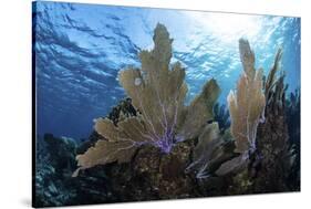 A Colorful Set of Gorgonians on a Diverse Reef in the Caribbean Sea-Stocktrek Images-Stretched Canvas