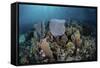 A Colorful Set of Gorgonians on a Diverse Reef in the Caribbean Sea-Stocktrek Images-Framed Stretched Canvas