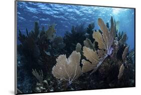 A Colorful Set of Gorgonians on a Diverse Reef in the Caribbean Sea-Stocktrek Images-Mounted Photographic Print