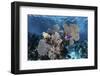 A Colorful Set of Gorgonians on a Diverse Reef in the Caribbean Sea-Stocktrek Images-Framed Photographic Print