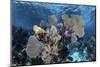 A Colorful Set of Gorgonians on a Diverse Reef in the Caribbean Sea-Stocktrek Images-Mounted Photographic Print