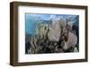 A Colorful Set of Gorgonians on a Diverse Reef in the Caribbean Sea-Stocktrek Images-Framed Photographic Print