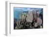 A Colorful Set of Gorgonians on a Diverse Reef in the Caribbean Sea-Stocktrek Images-Framed Photographic Print