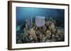 A Colorful Set of Gorgonians on a Diverse Reef in the Caribbean Sea-Stocktrek Images-Framed Photographic Print