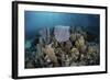 A Colorful Set of Gorgonians on a Diverse Reef in the Caribbean Sea-Stocktrek Images-Framed Photographic Print