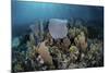 A Colorful Set of Gorgonians on a Diverse Reef in the Caribbean Sea-Stocktrek Images-Mounted Photographic Print