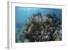 A Colorful Set of Gorgonians on a Diverse Reef in the Caribbean Sea-Stocktrek Images-Framed Photographic Print