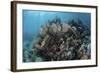 A Colorful Set of Gorgonians on a Diverse Reef in the Caribbean Sea-Stocktrek Images-Framed Photographic Print