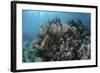 A Colorful Set of Gorgonians on a Diverse Reef in the Caribbean Sea-Stocktrek Images-Framed Photographic Print