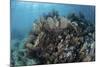 A Colorful Set of Gorgonians on a Diverse Reef in the Caribbean Sea-Stocktrek Images-Mounted Photographic Print