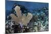 A Colorful Set of Gorgonians on a Diverse Reef in the Caribbean Sea-Stocktrek Images-Mounted Photographic Print