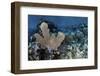 A Colorful Set of Gorgonians on a Diverse Reef in the Caribbean Sea-Stocktrek Images-Framed Photographic Print