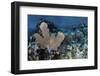 A Colorful Set of Gorgonians on a Diverse Reef in the Caribbean Sea-Stocktrek Images-Framed Photographic Print