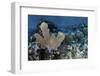 A Colorful Set of Gorgonians on a Diverse Reef in the Caribbean Sea-Stocktrek Images-Framed Photographic Print