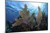 A Colorful Set of Gorgonians on a Diverse Reef in the Caribbean Sea-Stocktrek Images-Mounted Photographic Print