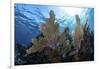 A Colorful Set of Gorgonians on a Diverse Reef in the Caribbean Sea-Stocktrek Images-Framed Photographic Print