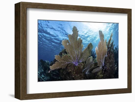 A Colorful Set of Gorgonians on a Diverse Reef in the Caribbean Sea-Stocktrek Images-Framed Photographic Print