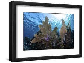 A Colorful Set of Gorgonians on a Diverse Reef in the Caribbean Sea-Stocktrek Images-Framed Photographic Print