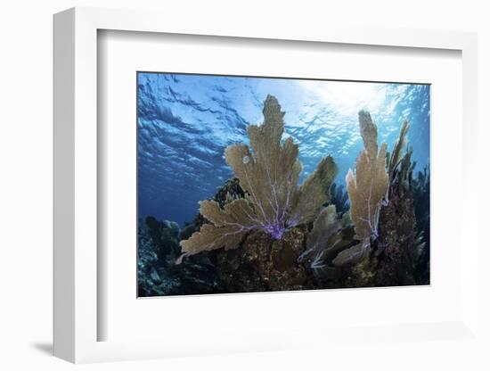 A Colorful Set of Gorgonians on a Diverse Reef in the Caribbean Sea-Stocktrek Images-Framed Photographic Print