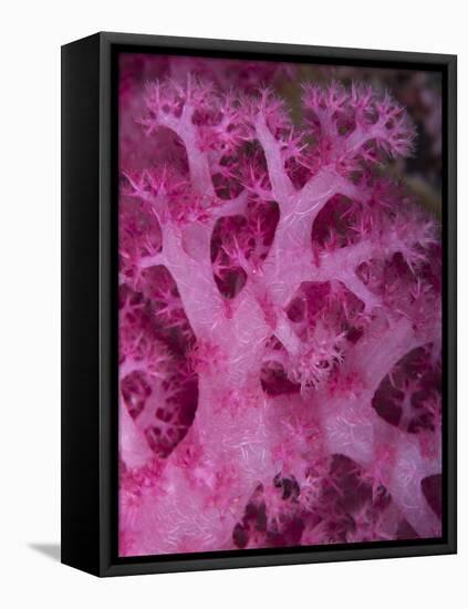 A Colorful Stand of Soft Coral Found on the Reefs of Palau-Eric Peter Black-Framed Stretched Canvas