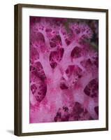 A Colorful Stand of Soft Coral Found on the Reefs of Palau-Eric Peter Black-Framed Photographic Print