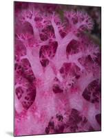 A Colorful Stand of Soft Coral Found on the Reefs of Palau-Eric Peter Black-Mounted Photographic Print
