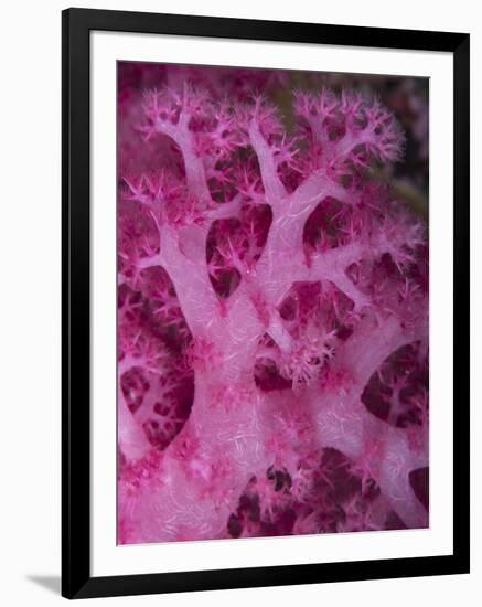 A Colorful Stand of Soft Coral Found on the Reefs of Palau-Eric Peter Black-Framed Photographic Print