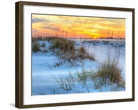 A Colorful Sunset over the Seaoats and Dunes on Fort Pickens Beach in the Gulf Islands National Sea-Colin D Young-Framed Photographic Print