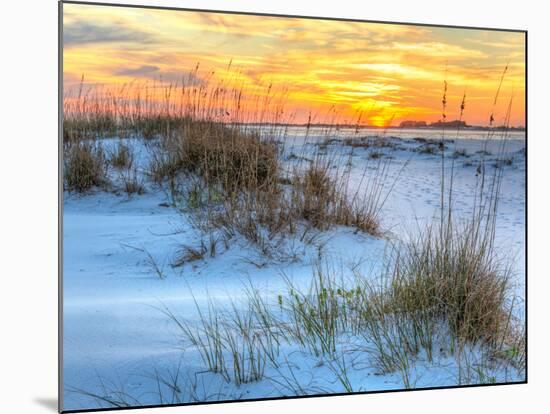 A Colorful Sunset over the Seaoats and Dunes on Fort Pickens Beach in the Gulf Islands National Sea-Colin D Young-Mounted Photographic Print