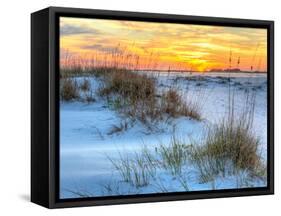 A Colorful Sunset over the Seaoats and Dunes on Fort Pickens Beach in the Gulf Islands National Sea-Colin D Young-Framed Stretched Canvas