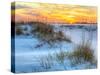 A Colorful Sunset over the Seaoats and Dunes on Fort Pickens Beach in the Gulf Islands National Sea-Colin D Young-Stretched Canvas