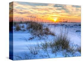 A Colorful Sunset over the Seaoats and Dunes on Fort Pickens Beach in the Gulf Islands National Sea-Colin D Young-Stretched Canvas