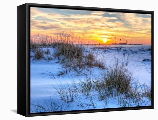 A Colorful Sunset over the Seaoats and Dunes on Fort Pickens Beach in the Gulf Islands National Sea-Colin D Young-Framed Stretched Canvas