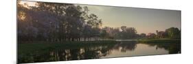 A Colorful Sunset with Trees in Bloom in Sao Paulo's Ibirapuera Park-Alex Saberi-Mounted Photographic Print