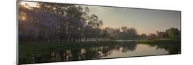 A Colorful Sunset with Trees in Bloom in Sao Paulo's Ibirapuera Park-Alex Saberi-Mounted Photographic Print