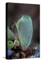 A Colorful Tunicate Grows on a Reef in Lembeh Strait, Indonesia-Stocktrek Images-Stretched Canvas